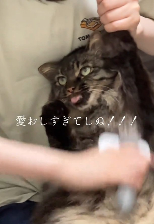 左手を上げる猫