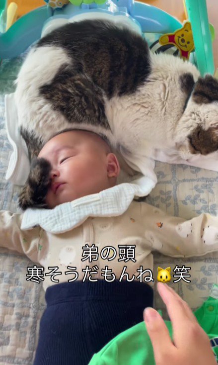 赤ちゃんと猫