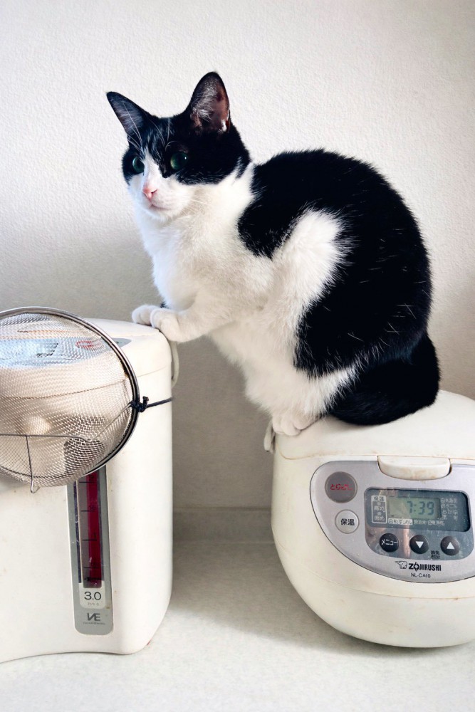 炊飯器に乗る白黒猫