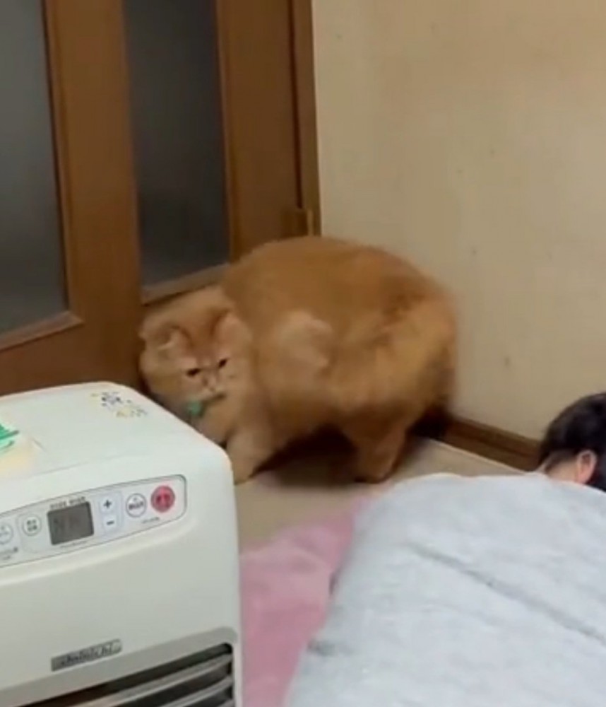 飼い主さんを凝視する猫
