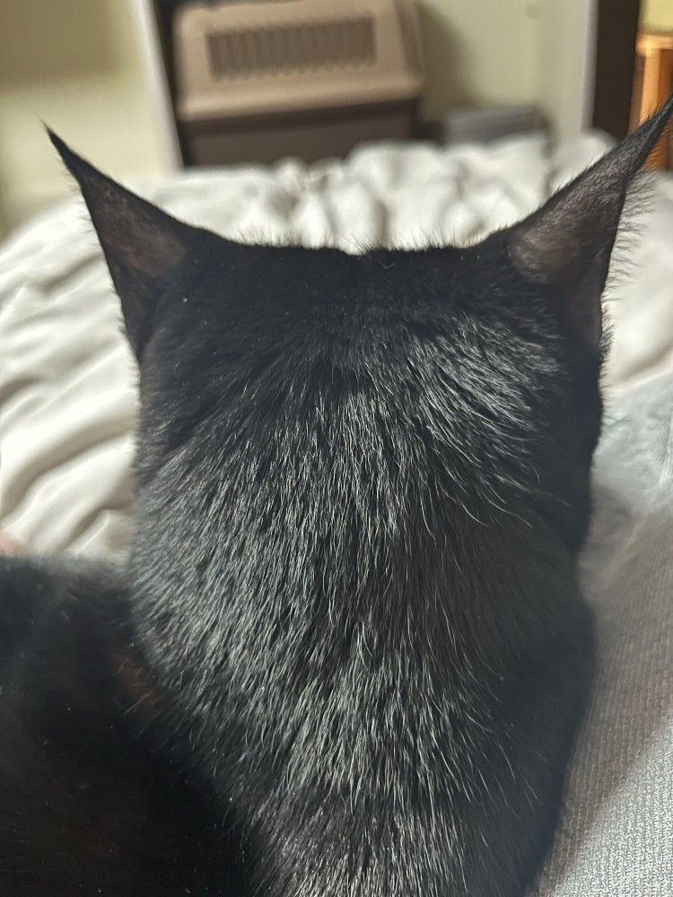 猫の後ろ姿