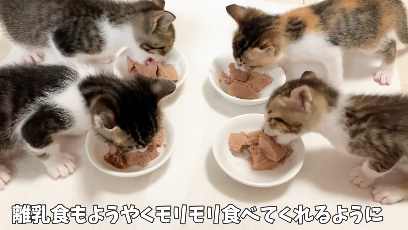 ごはんを食べる4匹の子猫