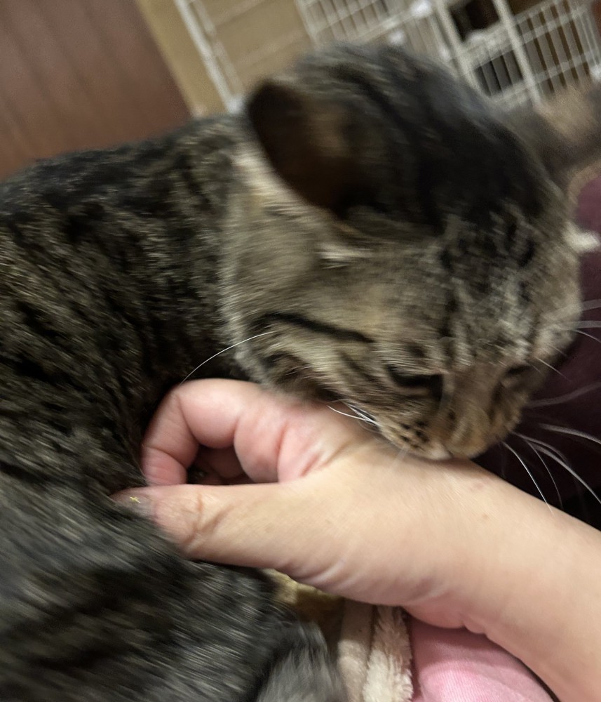 飼い主を噛む猫