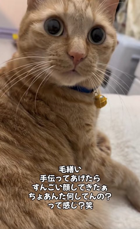 目を見開いているカメラ目線の猫のアップ