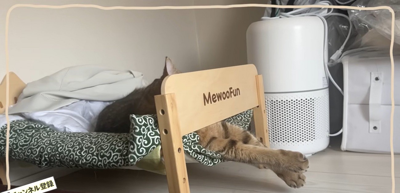 ベッドで寝ている猫