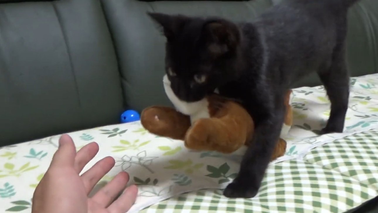 おもちゃをくわえてくる猫