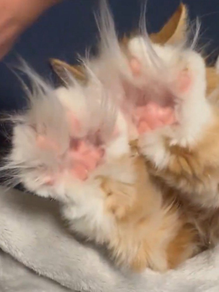 手を開いて飼い主に前足の毛を触られている猫