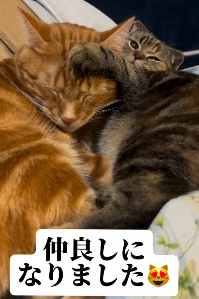くっついて寝る2匹の猫