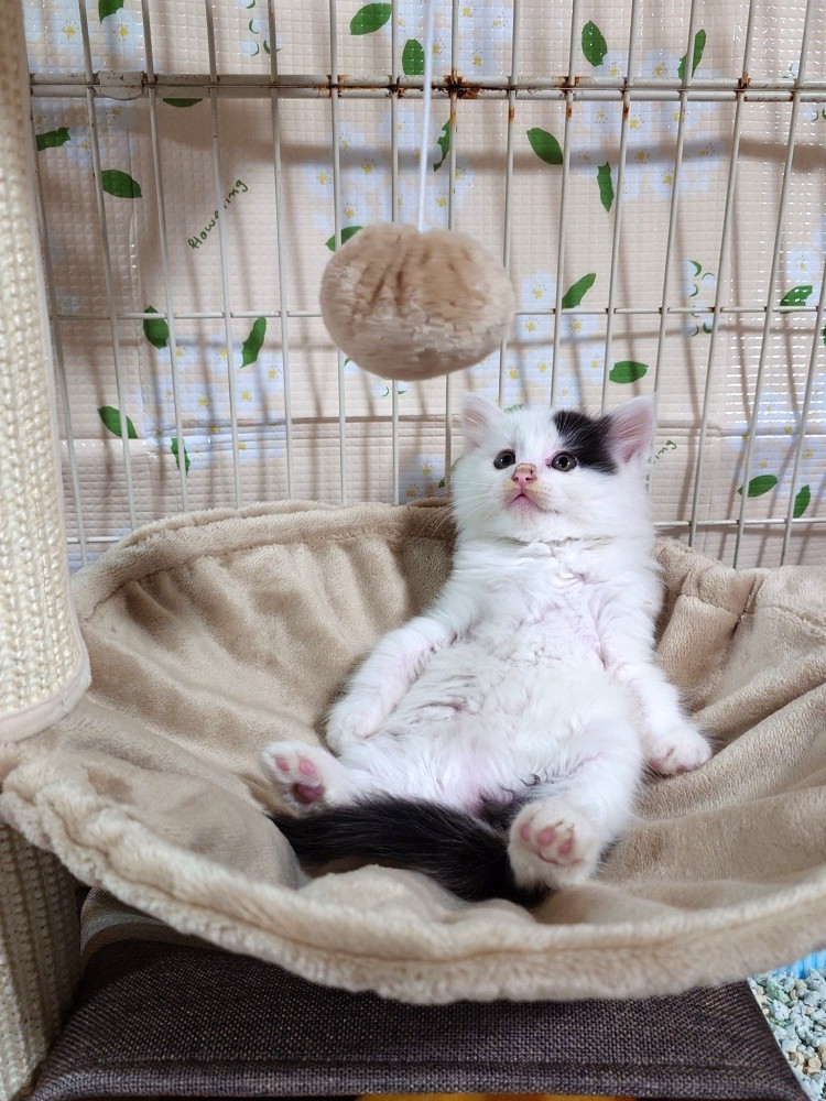子猫がハンモックの上でおっさん座りしている様子