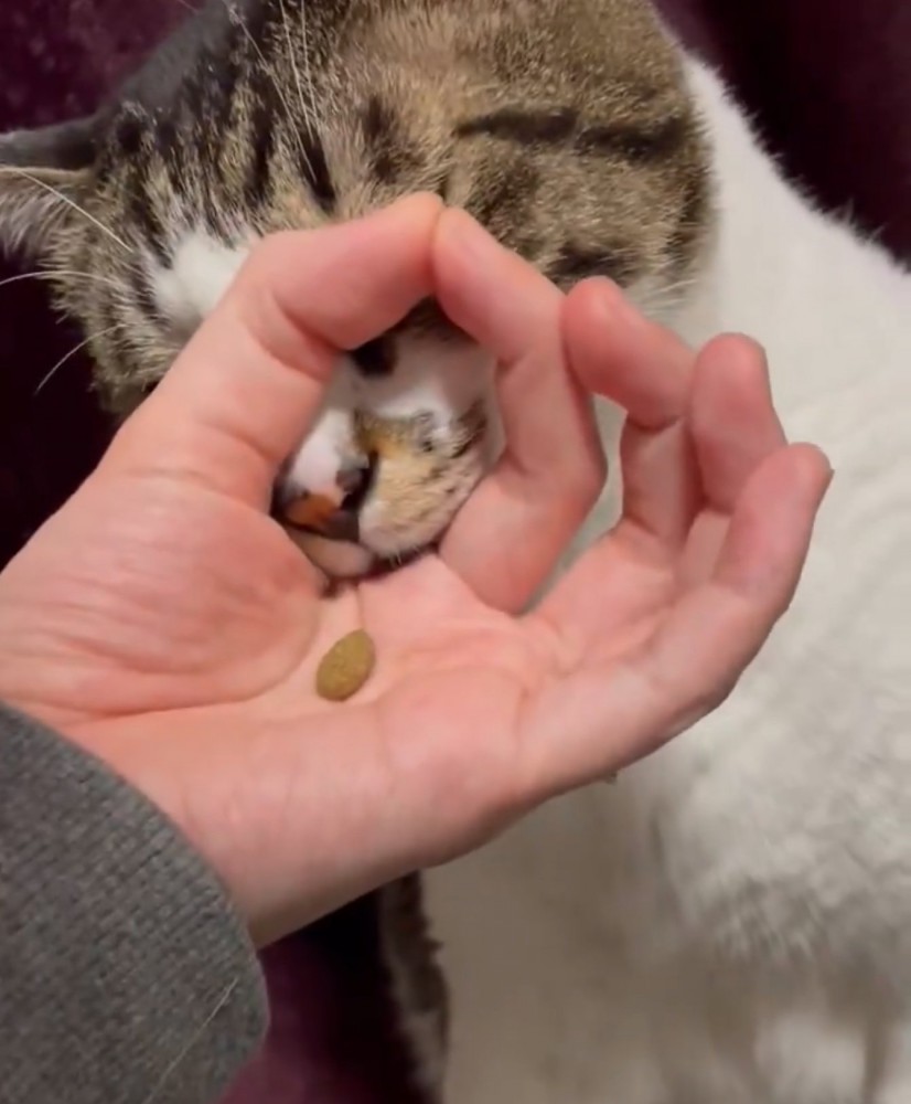 輪っかに口を近づける猫