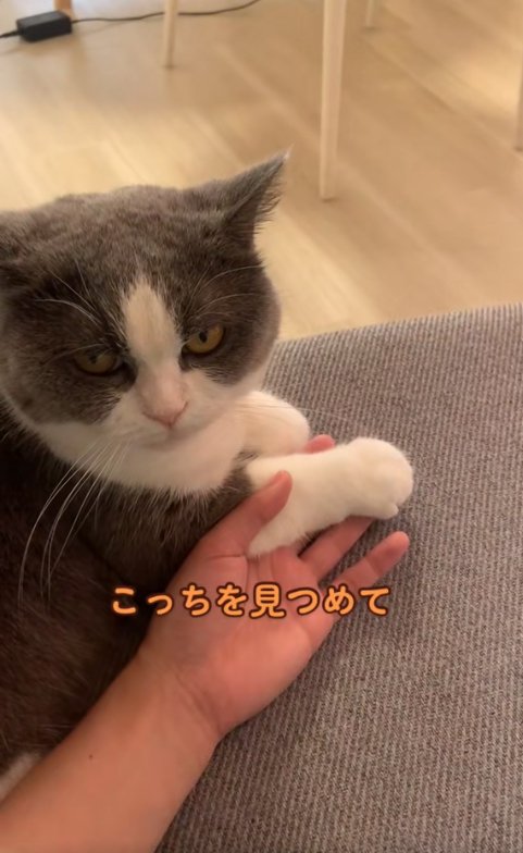 飼い主の手に前足を乗せてカメラを見つめる猫