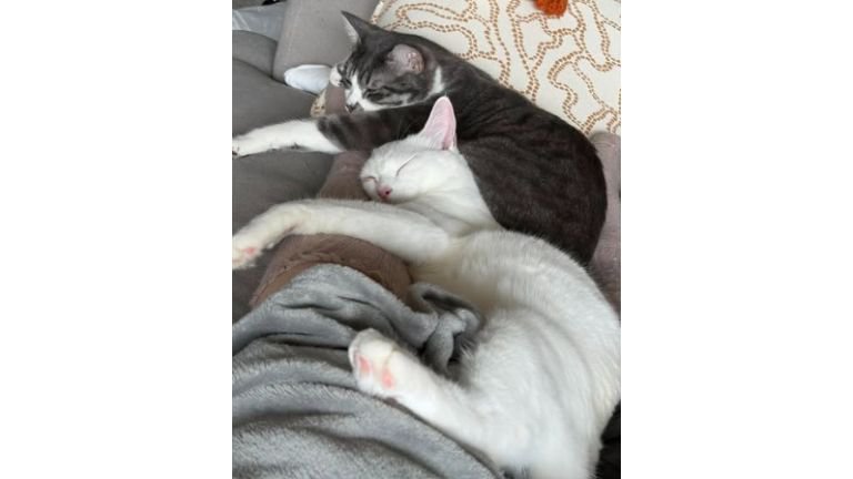 寝ている猫たち