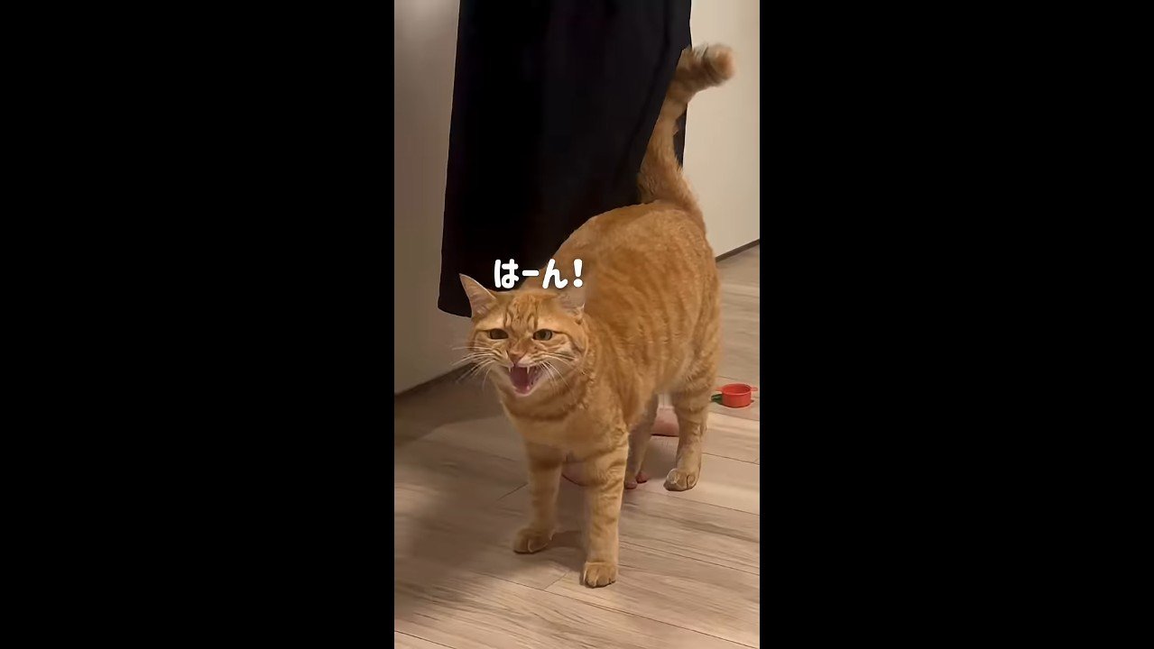 はーん！