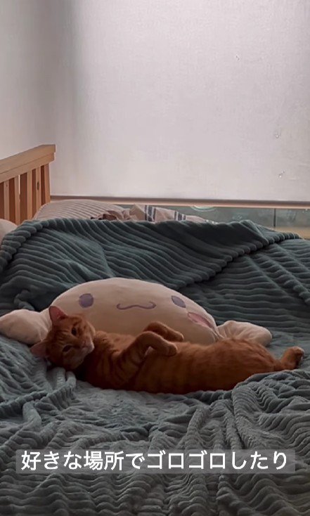 ベッドでくつろぐ猫