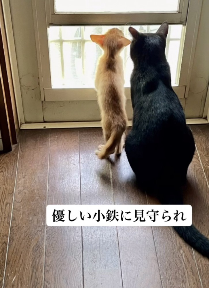 「優しい小鉄に見守られ」のテロップ写真