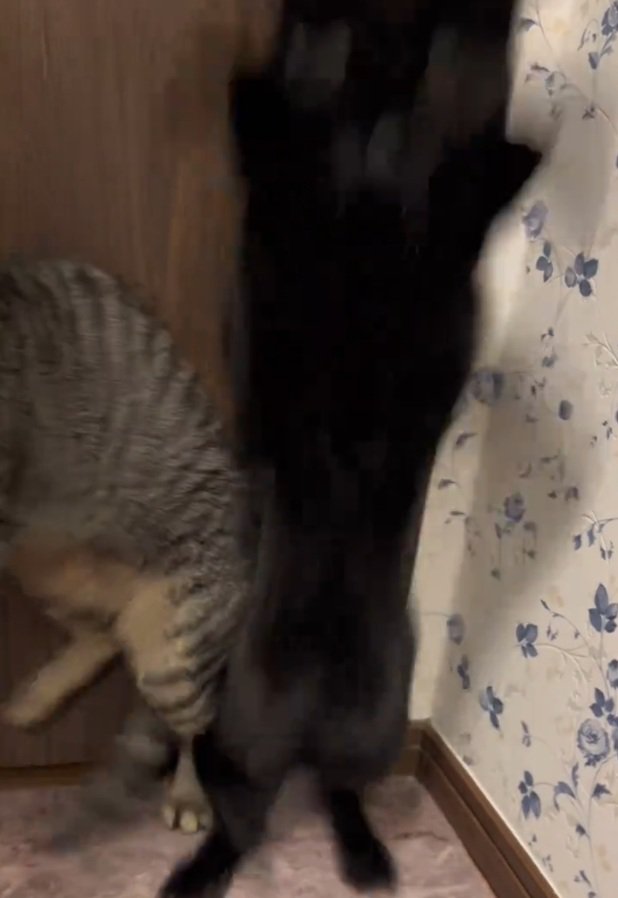 立ち上がる猫