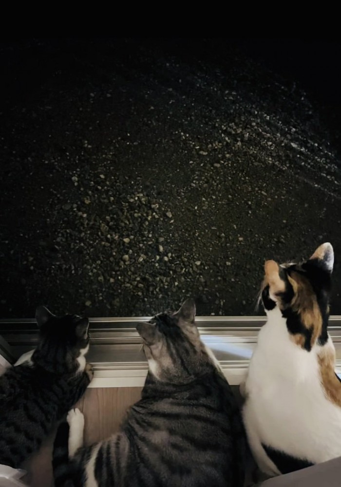 窓の外を見る子猫とサバ白猫と三毛猫