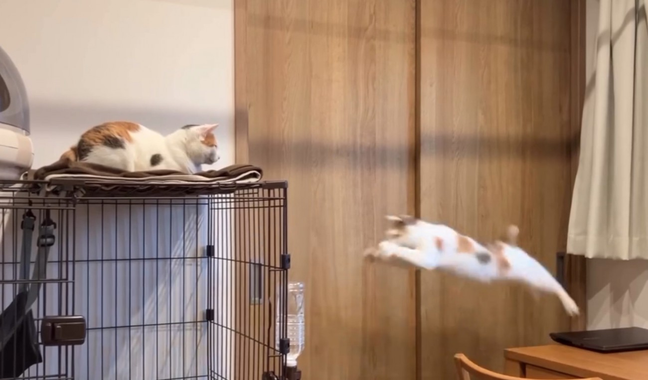 ジャンプする猫