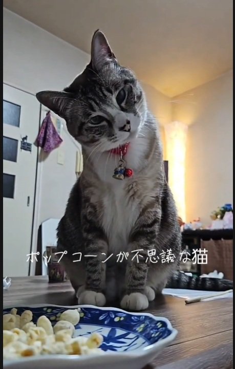 不思議そうなねこ