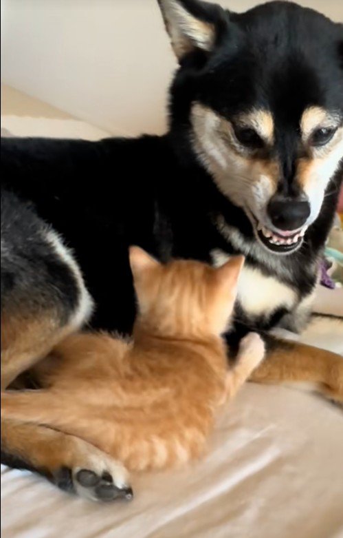 座っている子猫と犬