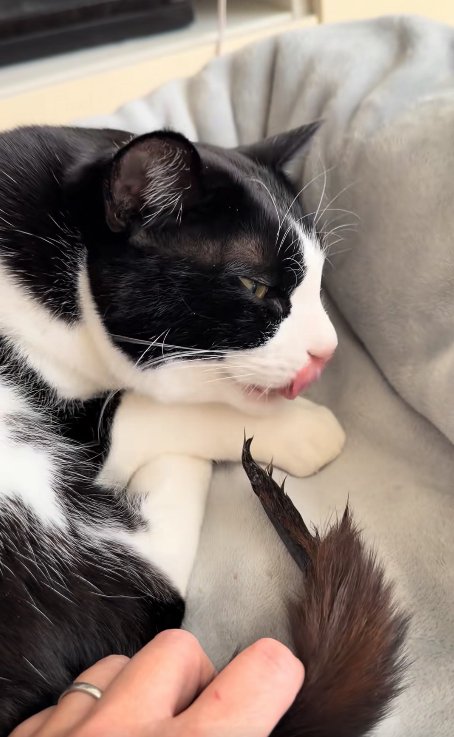 舌を出している猫と尻尾をつかむ飼い主の手