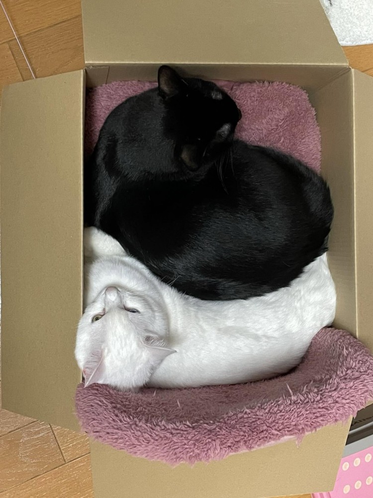 段ボールに入る2匹の猫