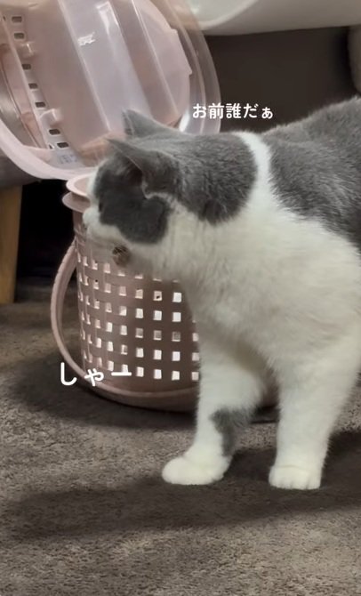 怒っているマンチカンの猫