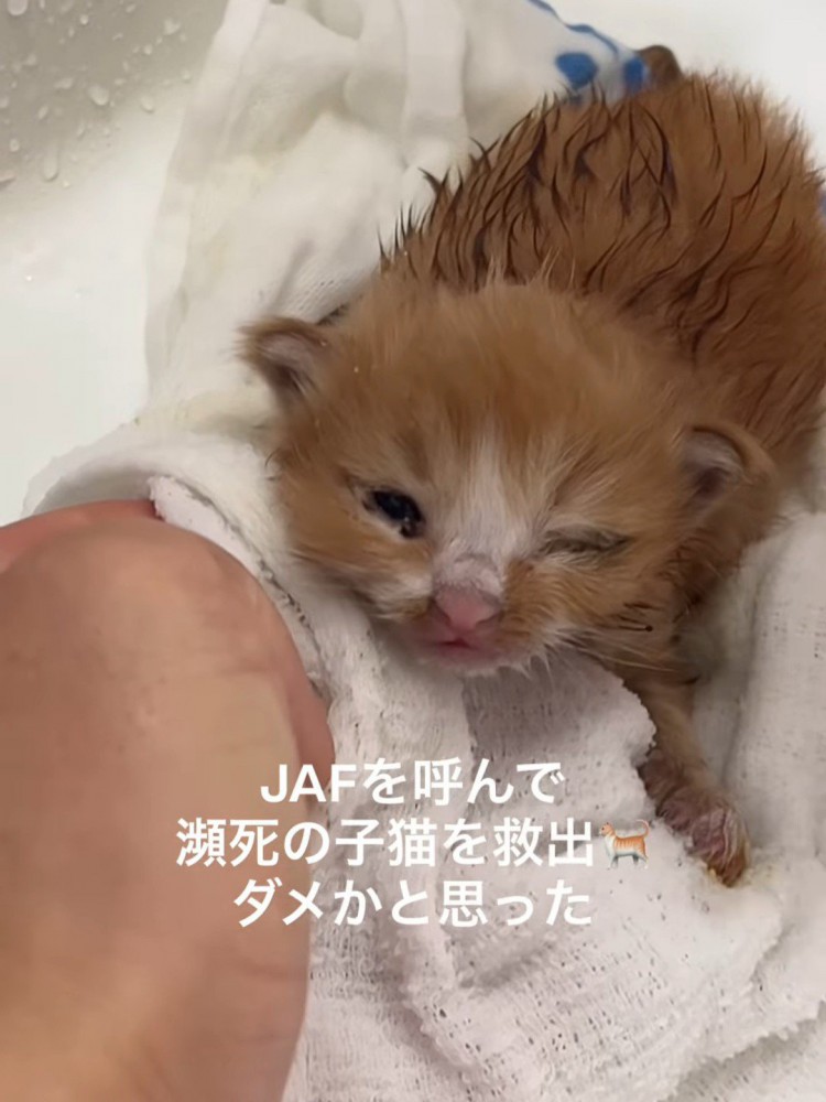 タオルの上に乗る子猫