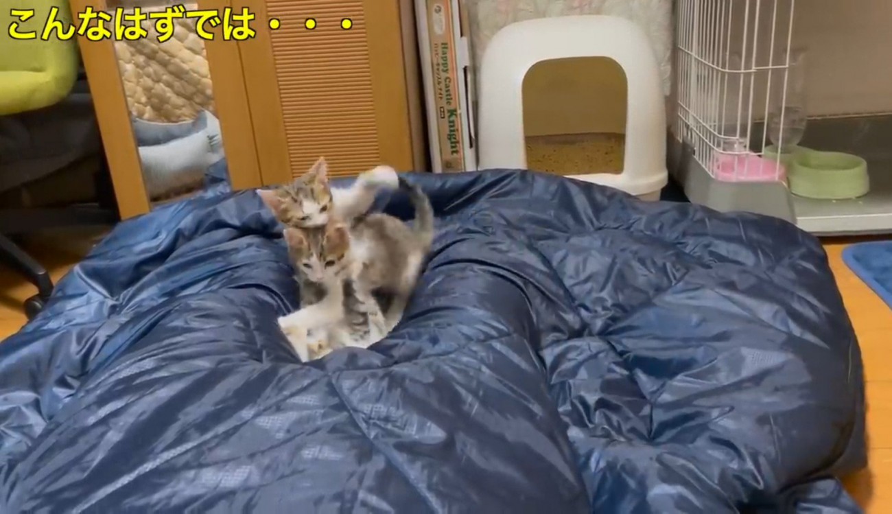 寝ている飼い主の足の間でじゃれる3匹の子猫