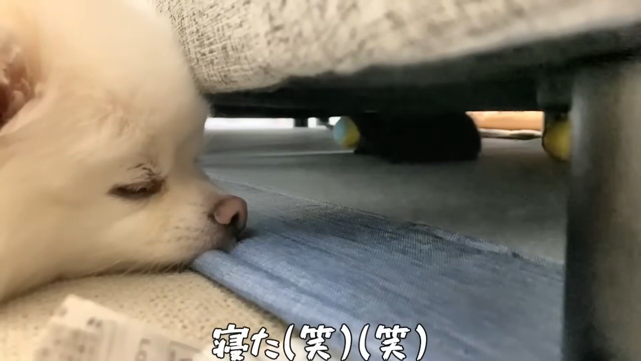ソファの下の猫と見ている犬