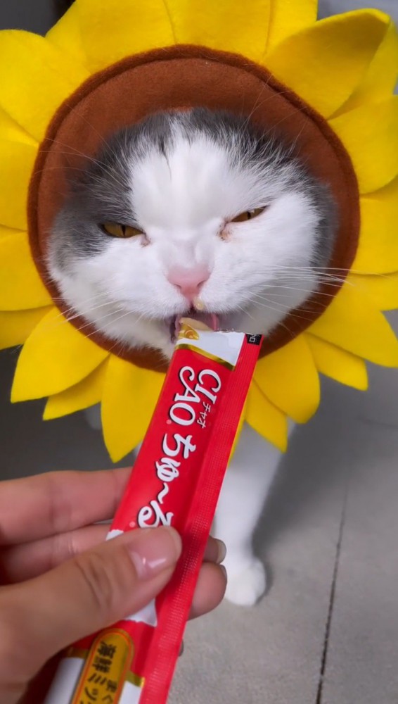 飼い主からおやつを貰うハチワレ猫