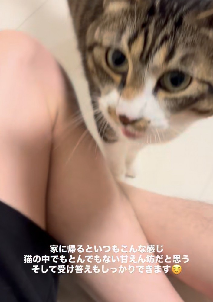 あぐらをかいた人の側で、顔を見上げる猫