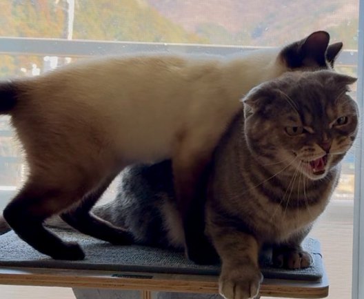 向かって右の猫の上に乗る左の猫