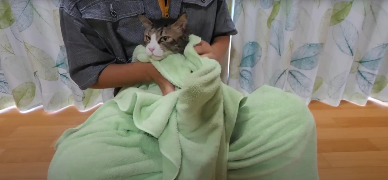 タオルにくるまれている猫