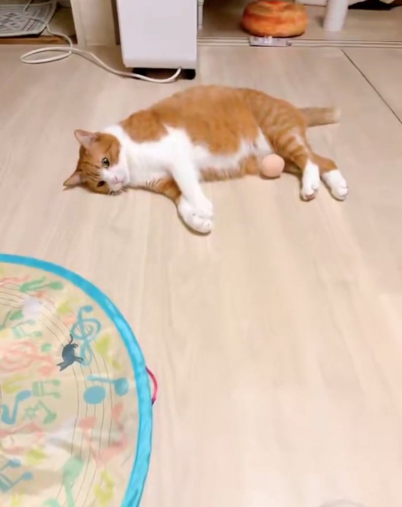 無反応な猫