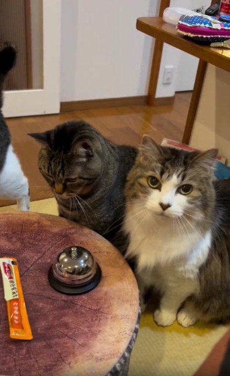 座って待つ2匹の猫