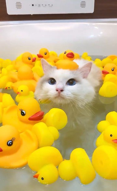 湯船に浸かっている猫