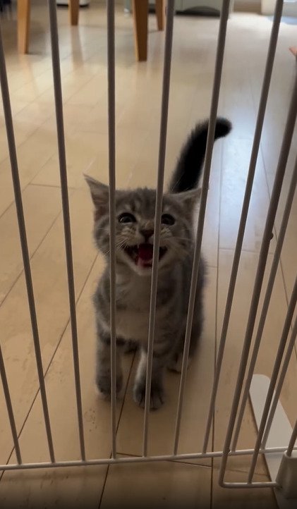 鳴く子猫