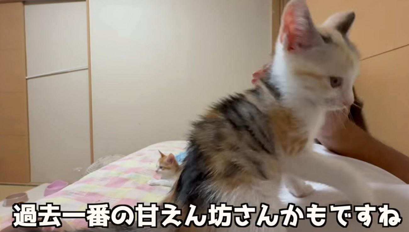 お腹の上に乗る子猫（過去一番の甘えん坊さんかもですね）