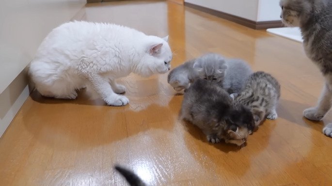 子猫のにおいをかぐパパ猫