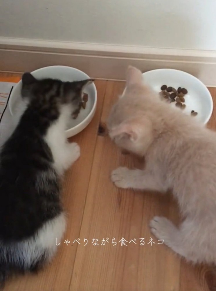 一心不乱にご飯を食べる2匹の猫