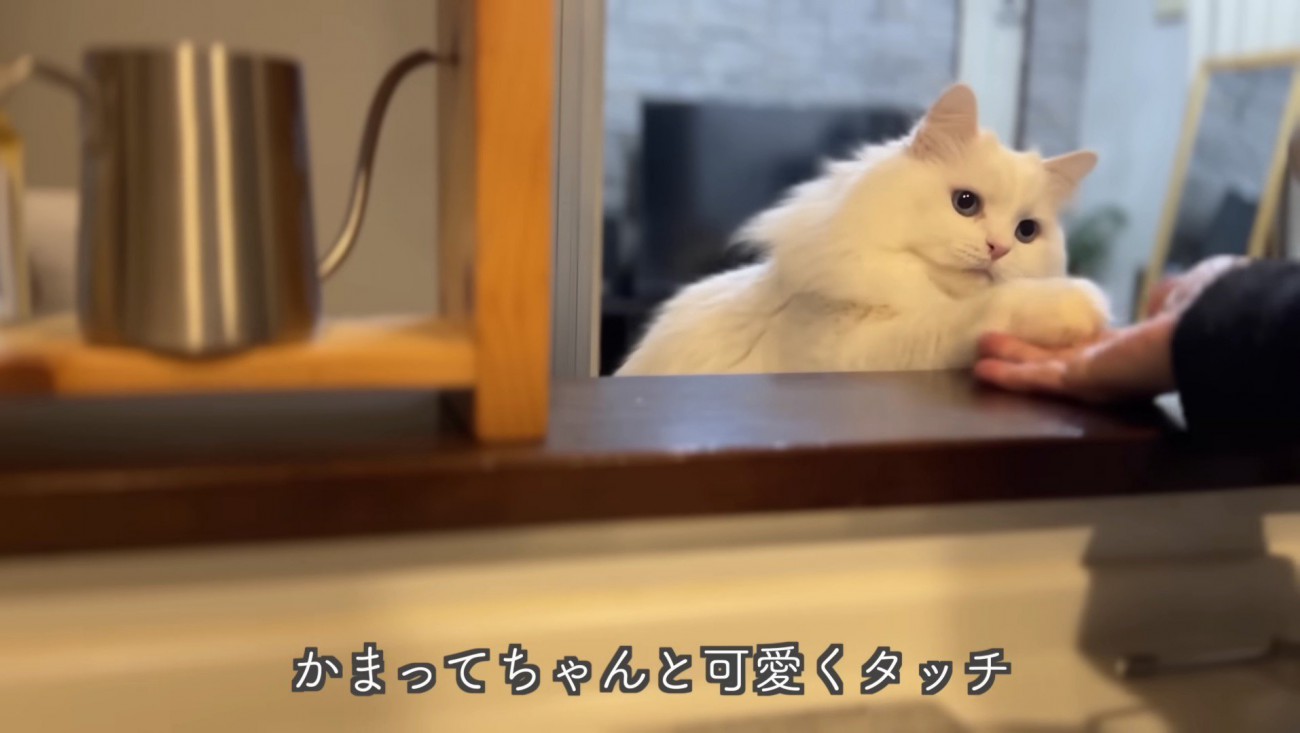 可愛くタッチするシロちゃん