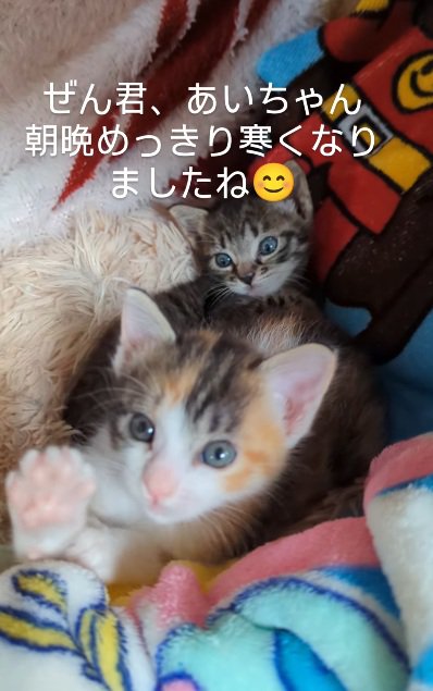 毛布にくるまっている子猫達