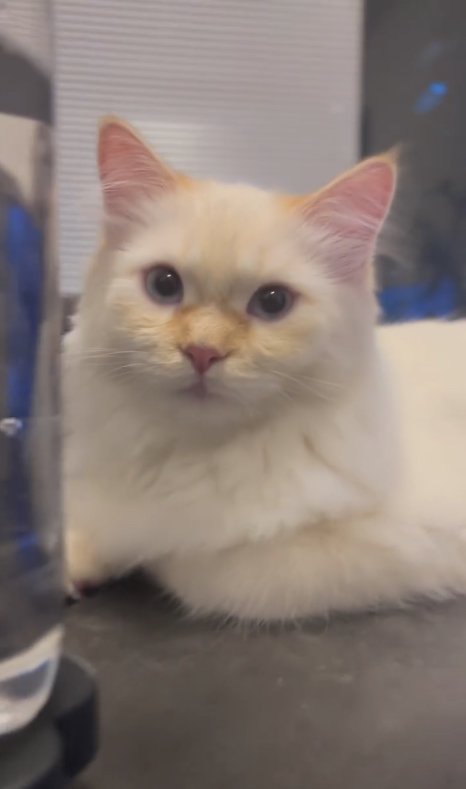 テーブルの上で香箱座りをしているカメラ目線の猫上半身アップ