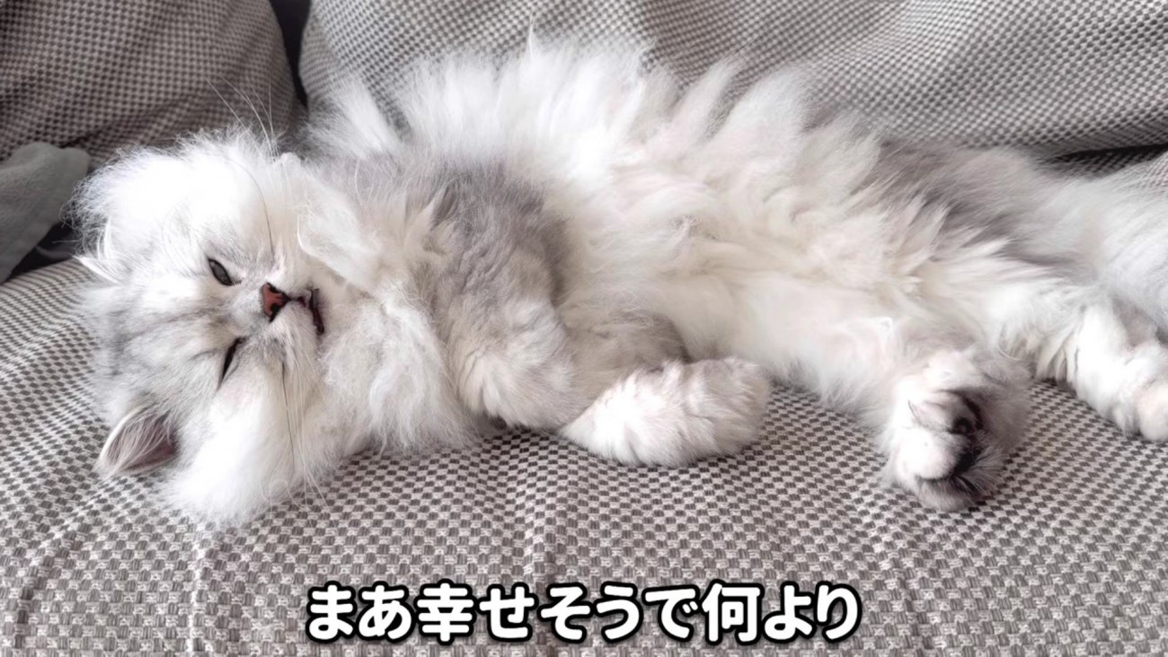 安心して眠るモルンさん 