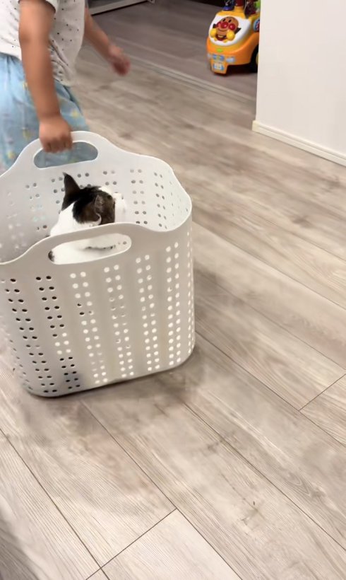 猫が入ったかごを引きずる子供