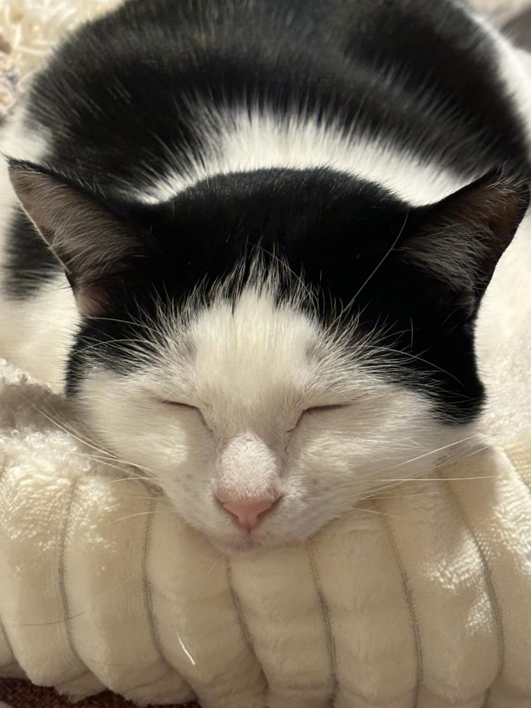 目を閉じたおこめちゃん