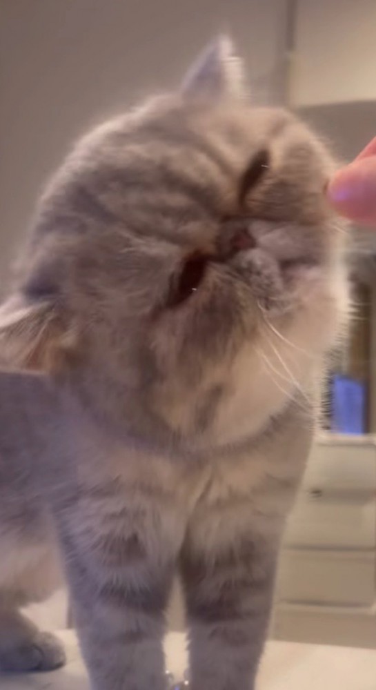 再び猫の口元におやつを持っていく飼い主