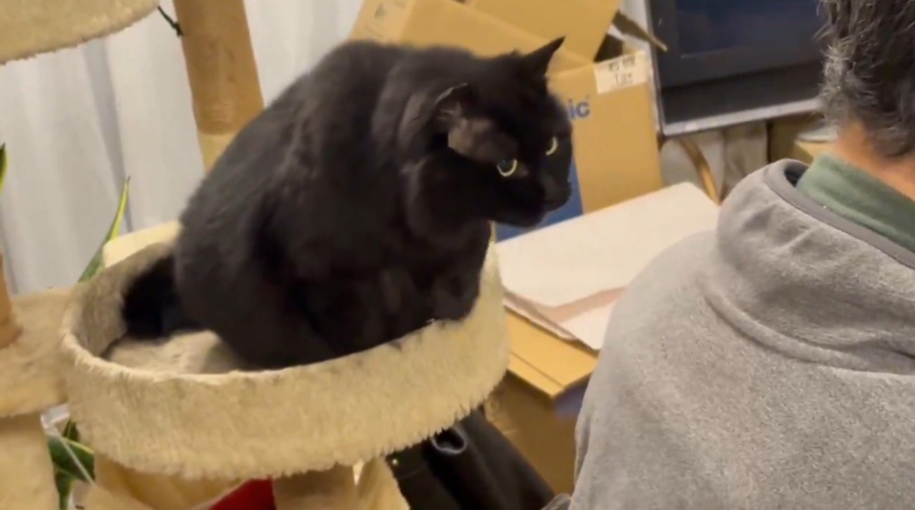 黒猫と男性の後頭部