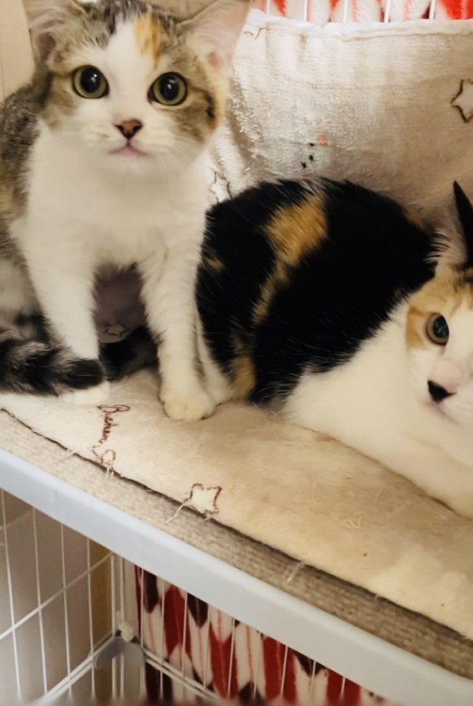 ケージの中からボランティアさんを睨む2匹の三毛猫